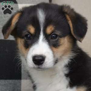 Penny, Pembroke Welsh Corgi Puppy