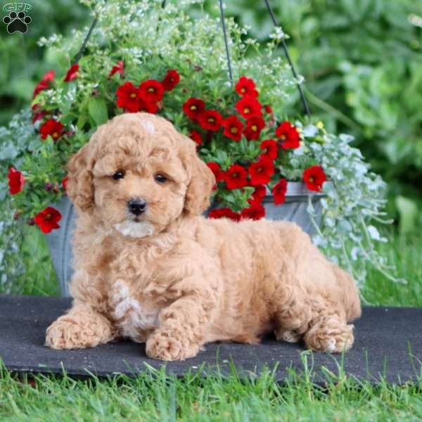 Penny, Miniature Poodle Puppy