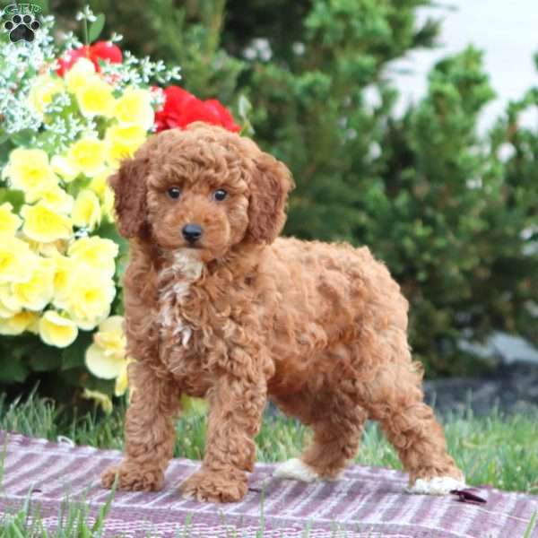 Penny, Miniature Poodle Puppy
