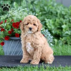 Penny, Miniature Poodle Puppy