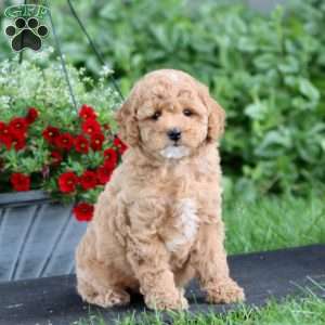 Penny, Miniature Poodle Puppy