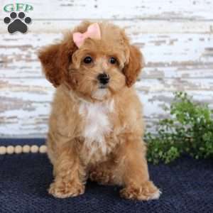 Penny, Toy Poodle Puppy