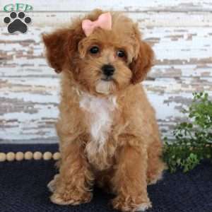 Penny, Toy Poodle Puppy