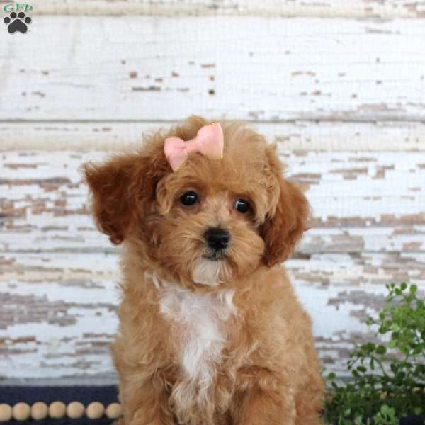 Penny, Toy Poodle Puppy