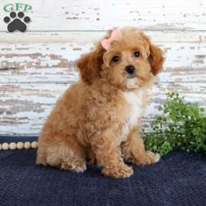 Penny, Toy Poodle Puppy