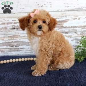 Penny, Toy Poodle Puppy