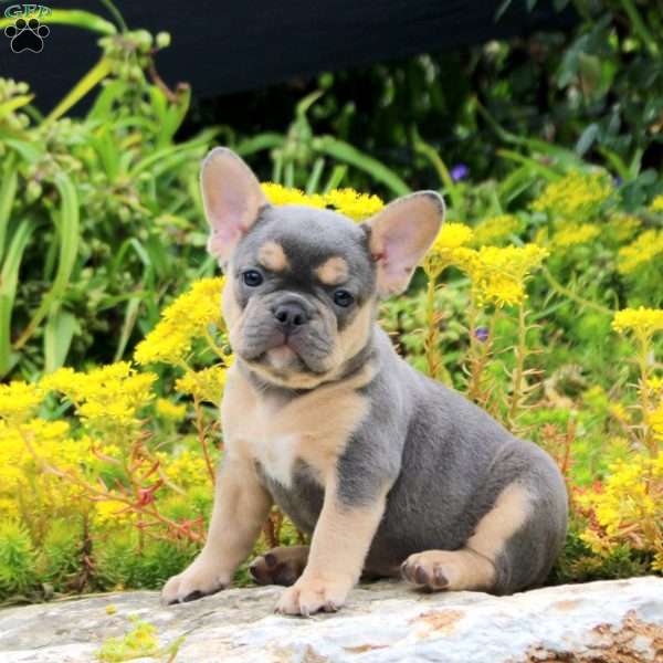 Peonie, French Bulldog Puppy