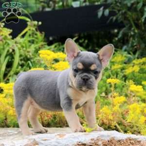 Peonie, French Bulldog Puppy