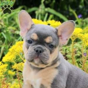 Peonie, French Bulldog Puppy