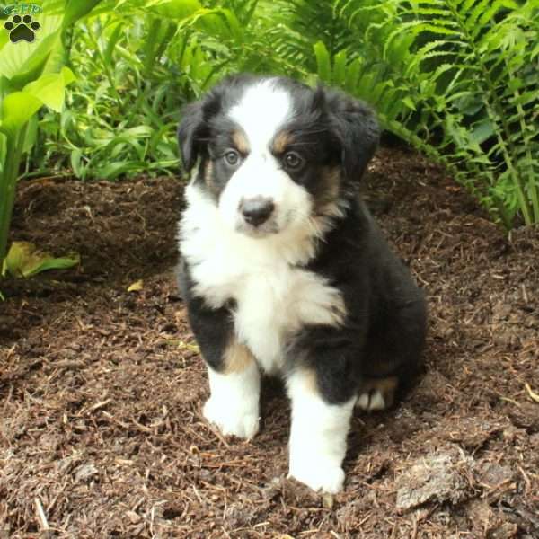 Pepper, Australian Shepherd Puppy
