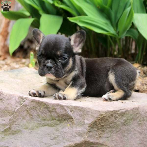 Pepper, French Bulldog Puppy