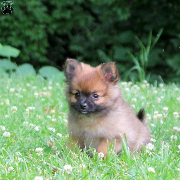 Pepper, Pomeranian Puppy