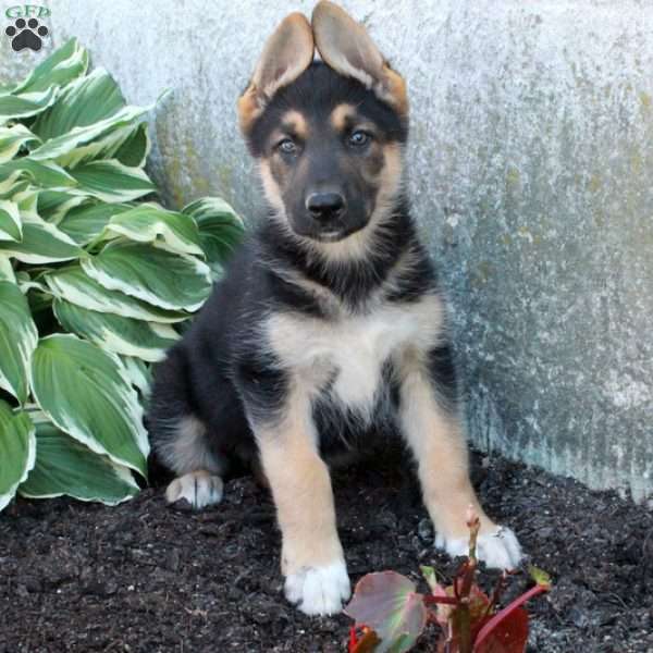 Pepper, German Shepherd Puppy