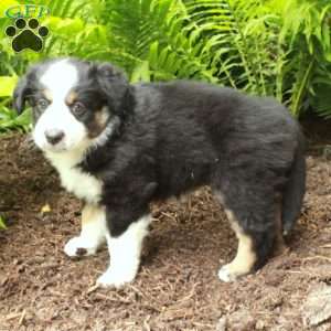Pepper, Australian Shepherd Puppy