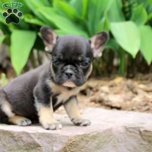 Pepper, French Bulldog Puppy