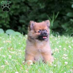 Pepper, Pomeranian Puppy