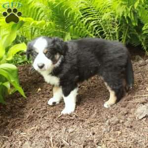 Pepper, Australian Shepherd Puppy