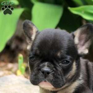 Pepper, French Bulldog Puppy