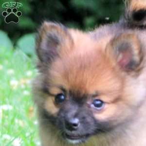 Pepper, Pomeranian Puppy