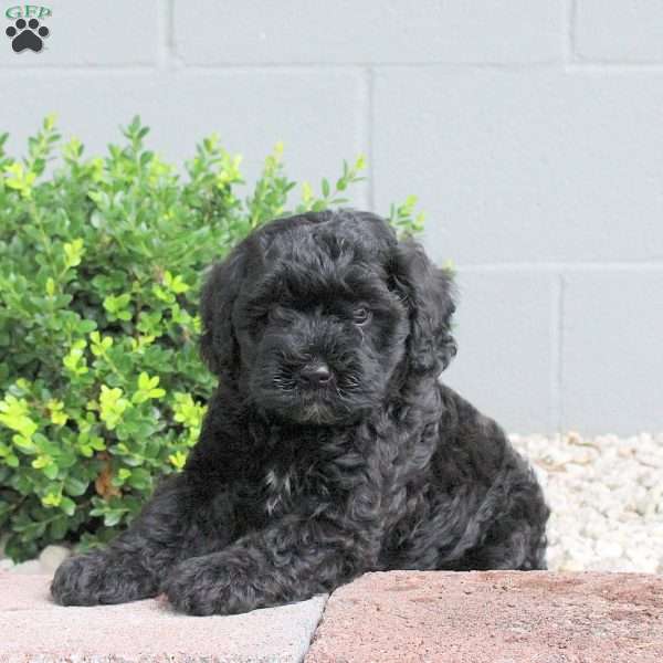 Pepper, Havapoo Puppy