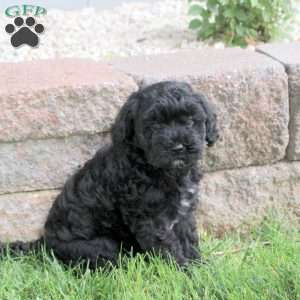 Pepper, Havapoo Puppy