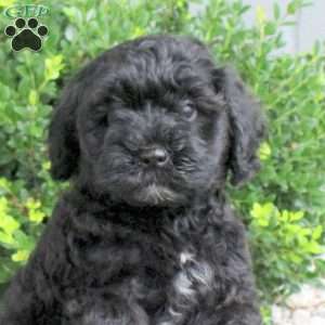 Pepper, Havapoo Puppy