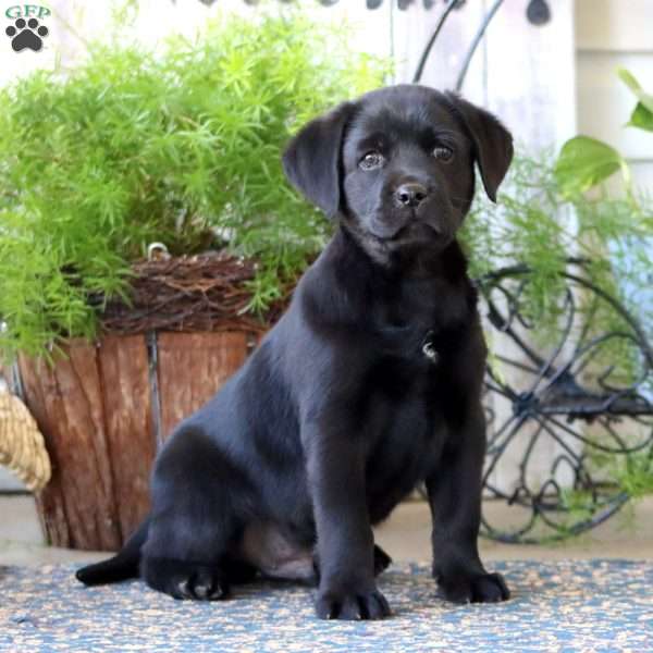 Pepper, Black Labrador Retriever Puppy