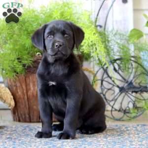 Pepper, Black Labrador Retriever Puppy