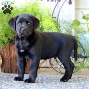 Pepper, Black Labrador Retriever Puppy
