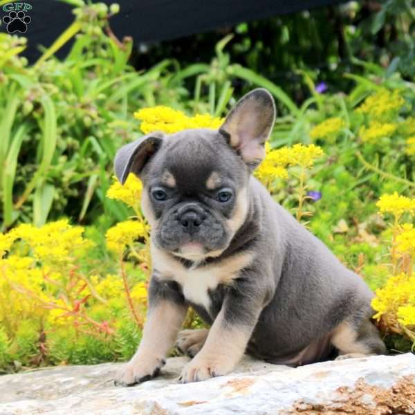 Peppercorn, French Bulldog Puppy