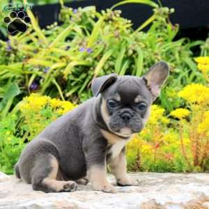 Peppercorn, French Bulldog Puppy