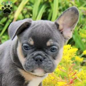 Peppercorn, French Bulldog Puppy