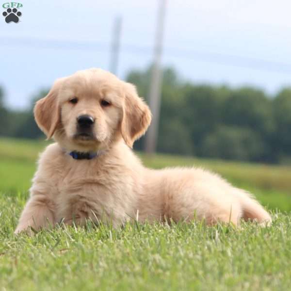Pepsi, Golden Retriever Puppy