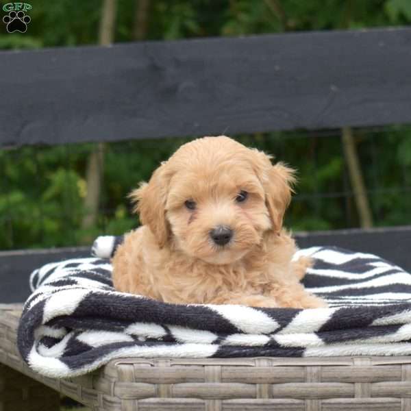 Percy, Maltipoo Puppy