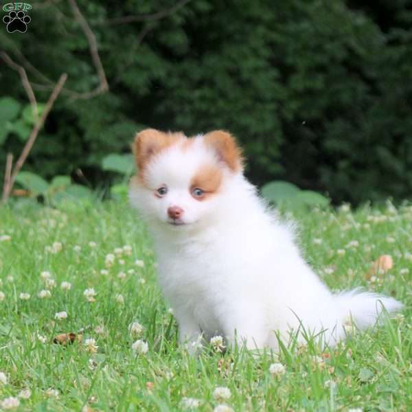 Percy, Pomeranian Puppy