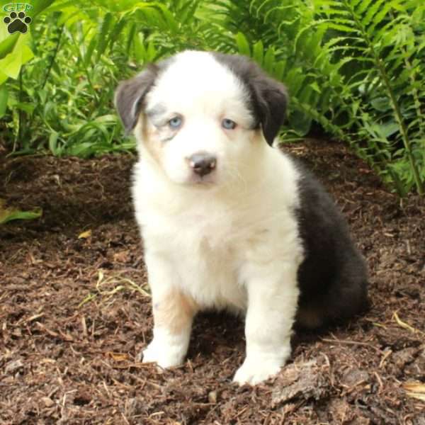Percy, Australian Shepherd Puppy