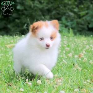 Percy, Pomeranian Puppy