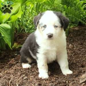Percy, Australian Shepherd Puppy