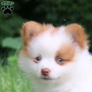 Percy, Pomeranian Puppy