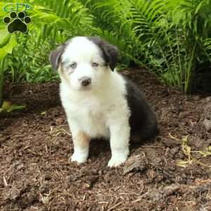 Percy, Australian Shepherd Puppy