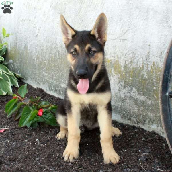 Perry, German Shepherd Puppy