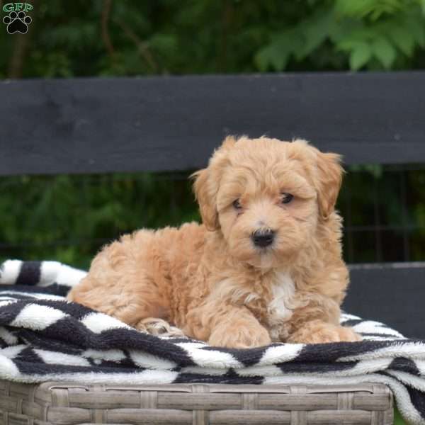 Pesto, Maltipoo Puppy