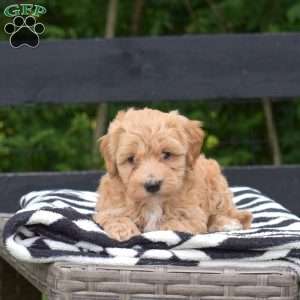Pesto, Maltipoo Puppy