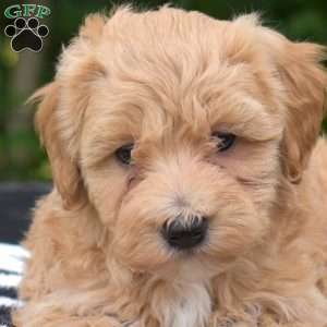 Pesto, Maltipoo Puppy