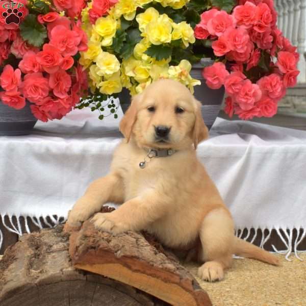 Petals, Golden Retriever Puppy