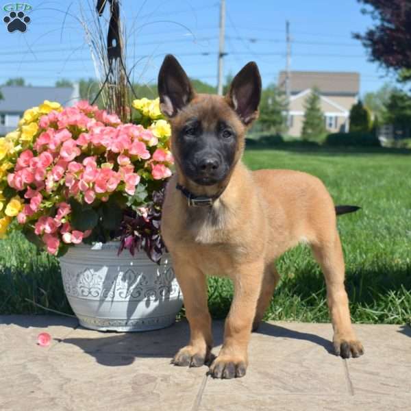 Petals, Belgian Malinois Mix Puppy