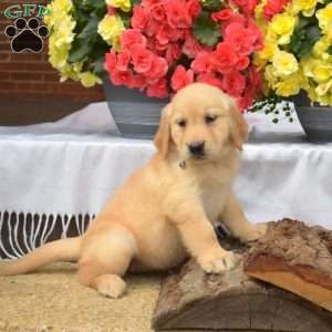 Petals, Golden Retriever Puppy