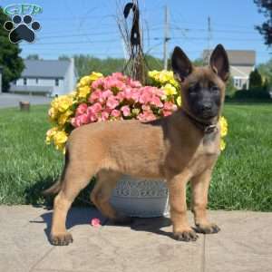 Petals, Belgian Malinois Mix Puppy