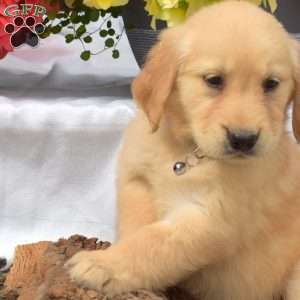 Petals, Golden Retriever Puppy