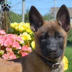 Petals, Belgian Malinois Mix Puppy